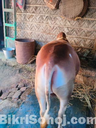 বাড়ির পালিত গরু